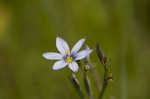 Common blue-eyed grass